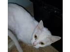 Adopt Elissa Bello a White Domestic Shorthair cat in Savannah, GA (39547548)