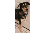 Adopt Melia a Black - with Tan, Yellow or Fawn German Shepherd Dog / Labrador