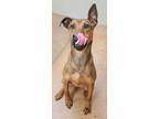Adopt Luna a Brown/Chocolate Hound (Unknown Type) / Mixed dog in Fort Worth