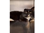 Adopt Six a All Black Domestic Shorthair / Domestic Shorthair / Mixed cat in
