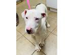 Adopt Sergeant Sniffers a White Mixed Breed (Small) / Mixed Breed (Medium) /