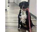 Adopt Starla a Black - with White Border Collie / Blue Heeler / Mixed dog in