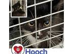 Adopt Hooch a Black & White or Tuxedo Domestic Shorthair (short coat) cat in