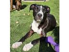 Adopt Cupcake a Black - with White Mixed Breed (Medium) / Mixed dog in Vail