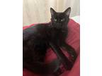 Adopt Annie a Black (Mostly) Domestic Shorthair (short coat) cat in