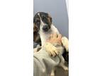 Adopt rubble a Black - with White Coonhound (Unknown Type) / Mixed dog in