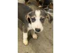 Adopt romeo a Gray/Silver/Salt & Pepper - with White Coonhound (Unknown Type) /
