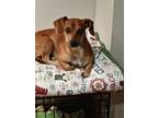 Adopt Cash Scooby a Red/Golden/Orange/Chestnut - with White Dachshund / Mixed