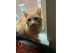 Adopt Boyd a Domestic Shorthair / Mixed (short coat) cat in Bloomington