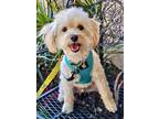 Adopt Benzy-goes with Mixie a Poodle (Standard) / Mixed dog in Lake Forest