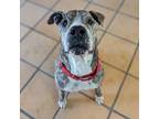 Adopt Dale a Brindle - with White Pit Bull Terrier / Mixed dog in Vail