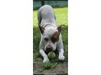 Adopt Maya a White - with Tan, Yellow or Fawn Pit Bull Terrier / Cattle Dog dog