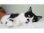 Adopt Clementine a Black & White or Tuxedo Domestic Shorthair (short coat) cat