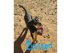 Adopt Barron a Shiba Inu / Mixed dog in Midland, TX (40649996)