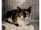 Adopt Birdie a Domestic Shorthair / Mixed (short coat) cat in Colville