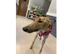 Adopt Mocha a Brindle Greyhound / Mixed (short coat) dog in Independence