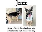 Adopt Jazz a Shepherd (Unknown Type) / Mixed Breed (Medium) / Mixed dog in