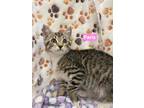 Adopt Paris a Gray or Blue Domestic Shorthair / Mixed Breed (Medium) / Mixed