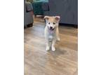 Adopt Blue a Tan/Yellow/Fawn - with White Pomsky / Mixed dog in Shoreline