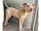 Adopt Patti a Tan/Yellow/Fawn - with White Pit Bull Terrier / Mixed Breed