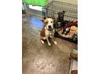 Adopt Vincent a Brown/Chocolate Mixed Breed (Medium) / Mixed Breed (Medium) /