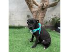 Adopt Marley a Black Labrador Retriever / Staffordshire Bull Terrier / Mixed dog