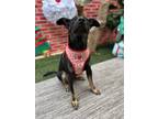 Adopt Clover a Black - with Tan, Yellow or Fawn Manchester Terrier / Labrador