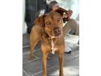 Adopt Ginger a Brown/Chocolate Pit Bull Terrier / Shepherd (Unknown Type) dog in