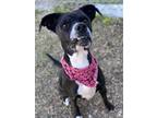 Adopt PRIM a Black - with White Boxer / Mixed dog in Beaumont, TX (40661663)