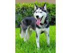 Adopt Leo a Black - with White Siberian Husky / Mixed dog in Winter Springs