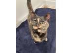 Adopt Pinto a Tortoiseshell Domestic Shorthair / Mixed (short coat) cat in