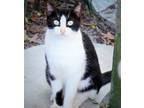 Adopt Bashful a Black & White or Tuxedo Domestic Shorthair (short coat) cat in