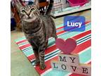 Adopt Lucy a Brown Tabby Domestic Shorthair (short coat) cat in Spring Hill