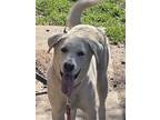 Adopt Lady a White Labrador Retriever / Great Pyrenees / Mixed (short coat) dog