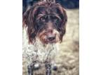 Adopt Auggie a White - with Brown or Chocolate German Wirehaired Pointer / Mixed