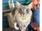 Adopt Azi a Cream or Ivory Domestic Mediumhair (medium coat) cat in Spring Hill