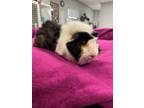 Adopt Chocolate Chip a White Guinea Pig / Guinea Pig / Mixed small animal in