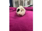 Adopt Chocolate Milk a White Guinea Pig / Guinea Pig / Mixed small animal in