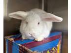 Adopt Mopsy a White Lop, Holland / Mixed (short coat) rabbit in Mission Viejo