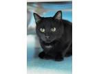 Adopt Sonya a All Black Domestic Shorthair / Domestic Shorthair / Mixed cat in