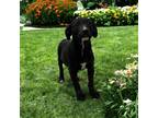 Adopt Olivia a Black Labrador Retriever / Mixed Breed (Medium) / Mixed (short