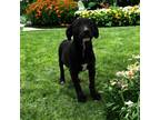 Adopt Olivia a Black Labrador Retriever / Mixed dog in Kenedy, TX (40659840)