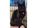 Adopt Tarot a Domestic Shorthair / Mixed (short coat) cat in Darlington