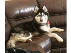 Adopt Sky a Black - with White Siberian Husky / Alaskan Malamute / Mixed dog in