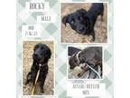 Adopt Rocky a Brindle Australian Cattle Dog / Australian Shepherd / Mixed dog in