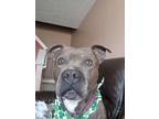 Adopt Jude a Gray/Silver/Salt & Pepper - with White American Staffordshire