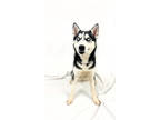 Adopt 83519 Amara a Black Alaskan Klee Kai / Mixed Breed (Medium) / Mixed (short