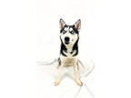 Adopt 83519 Amara a Black Husky / Mixed dog in Spanish Fork, UT (40226485)