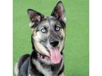 Adopt Tilly a Black - with Tan, Yellow or Fawn German Shepherd Dog / Husky /