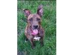 Adopt Daisey (Olive) a Brindle Mixed Breed (Medium) / Pit Bull Terrier dog in